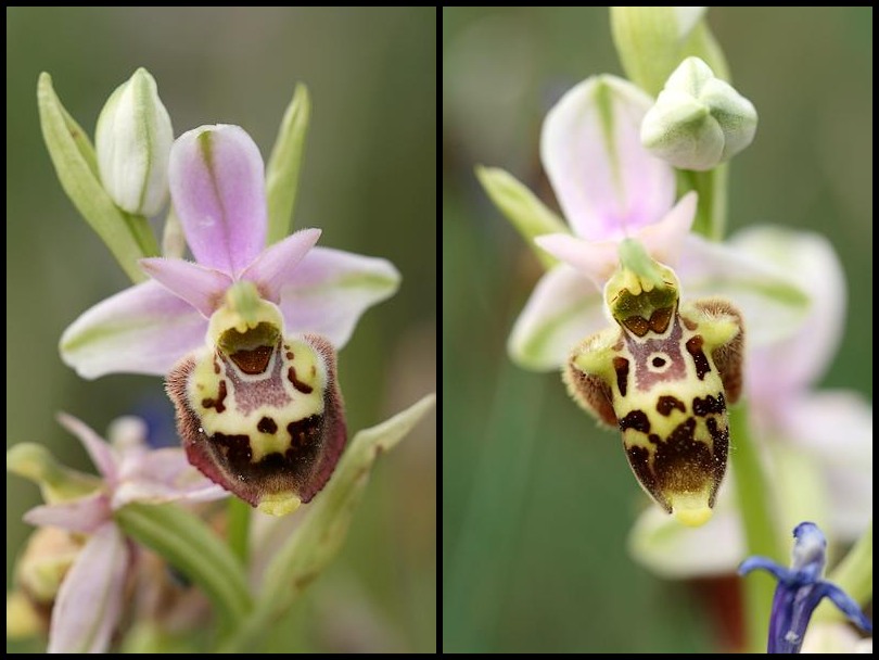 Ophrys druentica (Ophrys de la Durance) Pseudo1