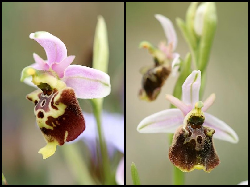 Ophrys druentica (Ophrys de la Durance) Pseudo2