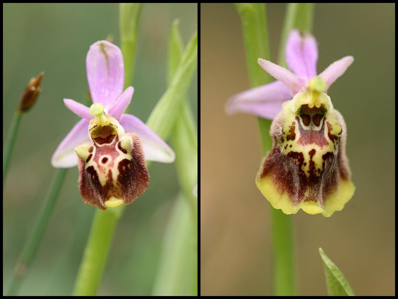 Ophrys druentica (Ophrys de la Durance) Pseudo3