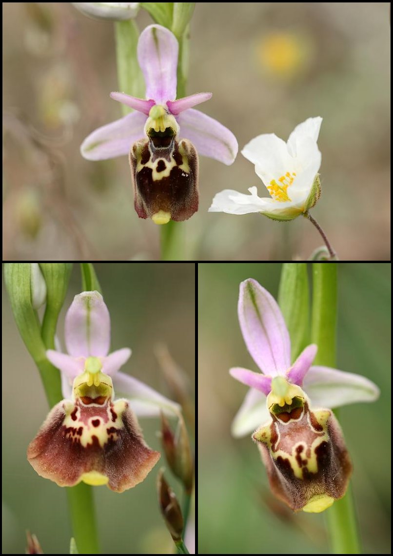 Ophrys druentica (Ophrys de la Durance) Pseudo4