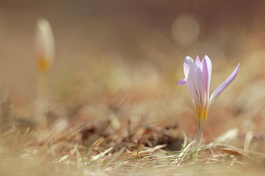 Crocus dans les Alpes TtIMG_3695