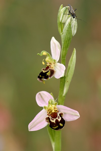 Ophrys apifera (Ophrys abeille ) IMG_9685