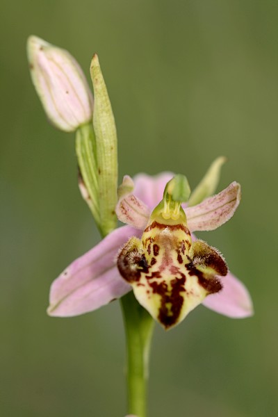 Ophrys apifera (Ophrys abeille ) IMG_9703