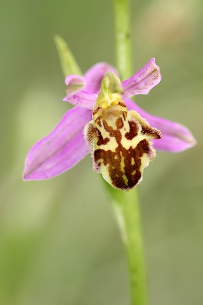 Ophrys apifera (Ophrys abeille ) IMG_9720