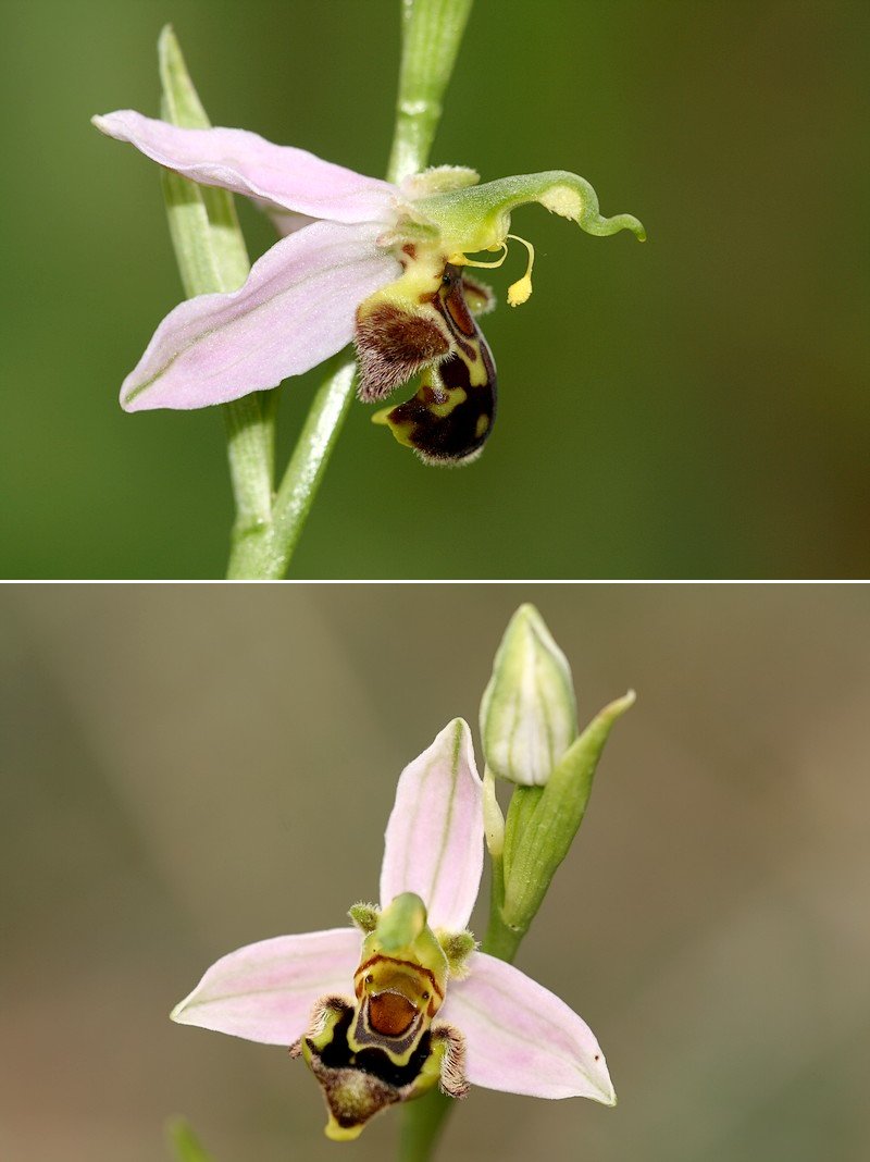 Ophrys apifera (Ophrys abeille ) Apifera