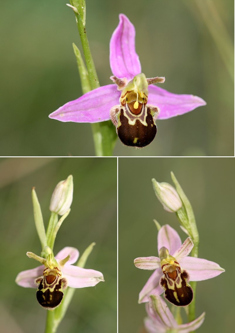 Ophrys apifera (Ophrys abeille ) Aurita