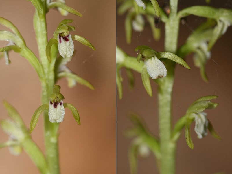 Corallorhiza trifida  ( Racine de corail ) Cortri