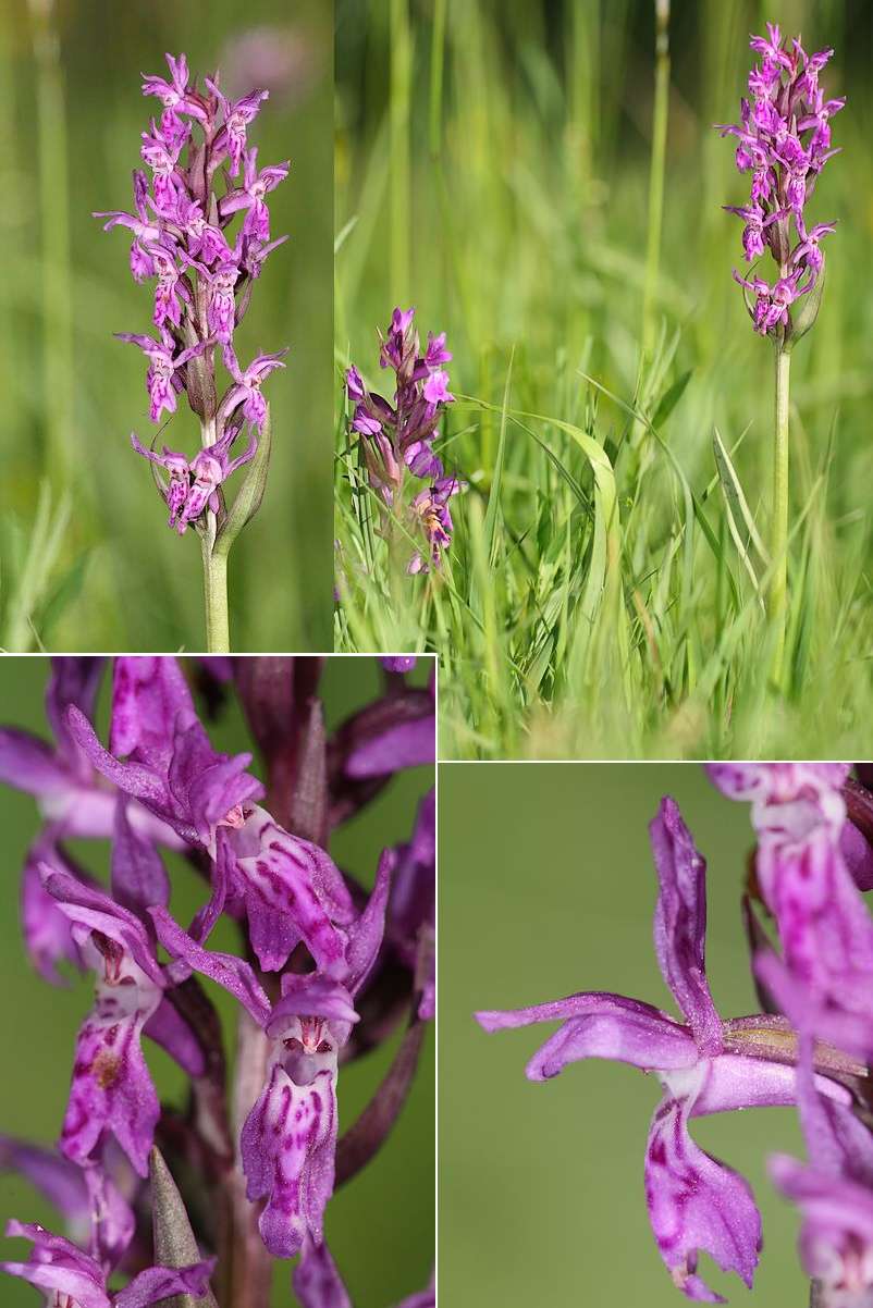 Dactylorhiza lapponica ( Orchis de Laponie ) Daclap2