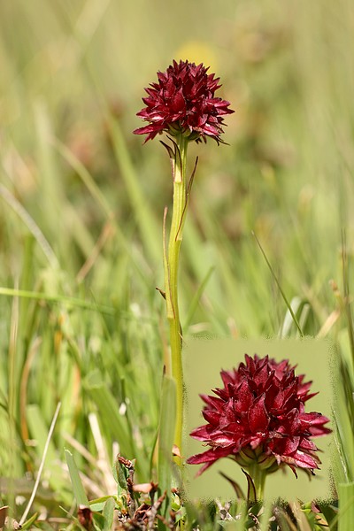 Gymnadenia ( Nigritella ) austriaca ( N. d'Autriche ) Austriaca