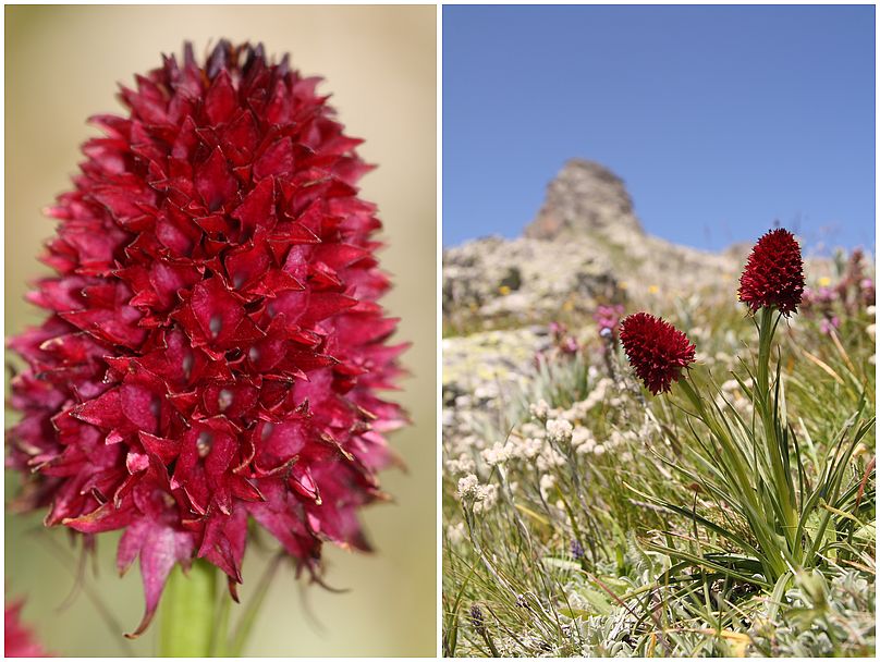 Gymnadenia ( Nigritella ) cenisia ( Nigritelle du Mt-Cenis ) Cenisia