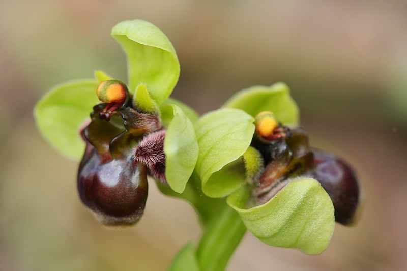 Ophrys bombyliflora ( Ophrys bombyx ) AIMG_6490
