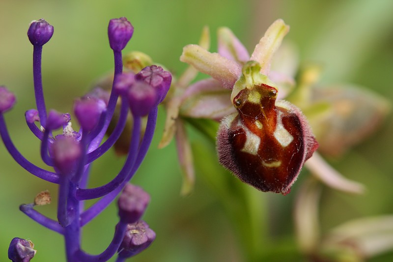 Ophrys morisii (Ophrys de moris ) AIMG_6517