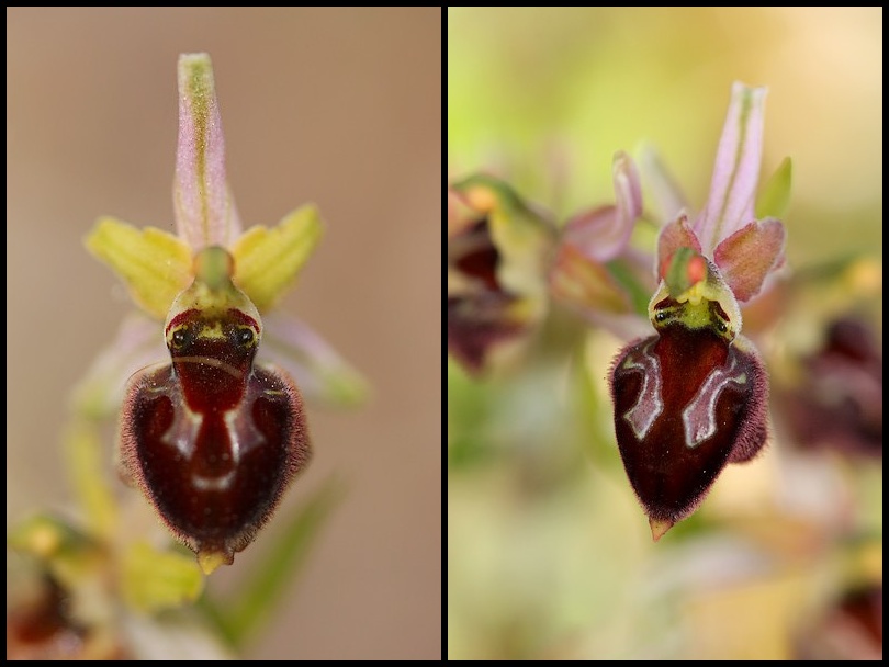 Ophrys morisii (Ophrys de moris ) Amorisii