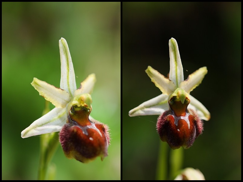 Ophrys panormitana var praecox (Ophrys précoce ) Praecox1