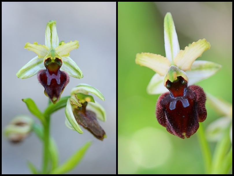 Ophrys panormitana var praecox (Ophrys précoce ) Praecox2