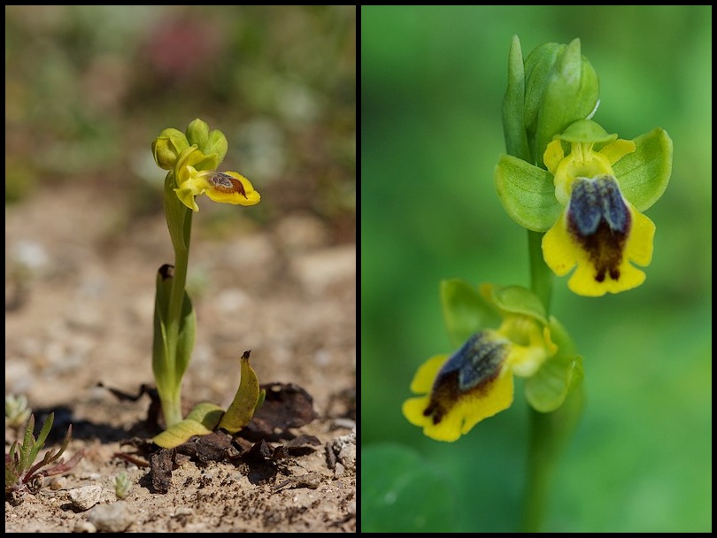 Ophrys (Pseudophrys) corsica ( Ophrys de Corse ) Oph_cor