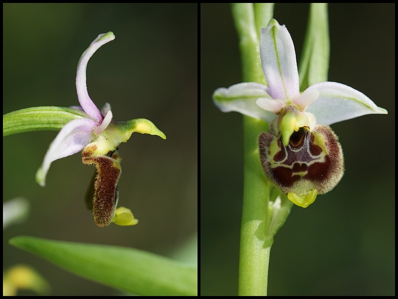 Ophrys annae ( Ophrys d'Anne ) Ophana2