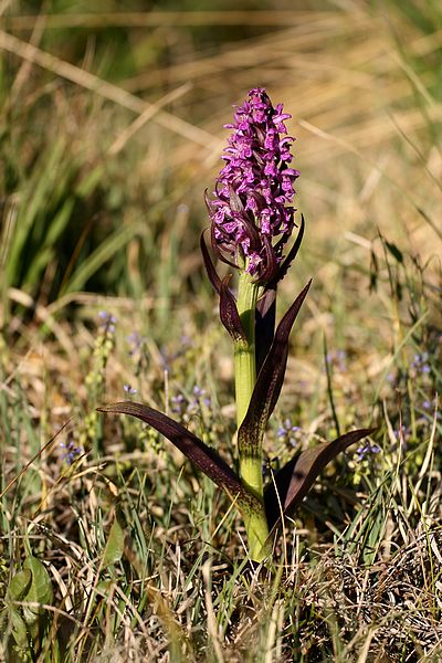 Dactylorhiza cruenta Daccru_3019