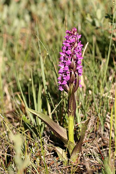 Dactylorhiza cruenta Dacru_3029