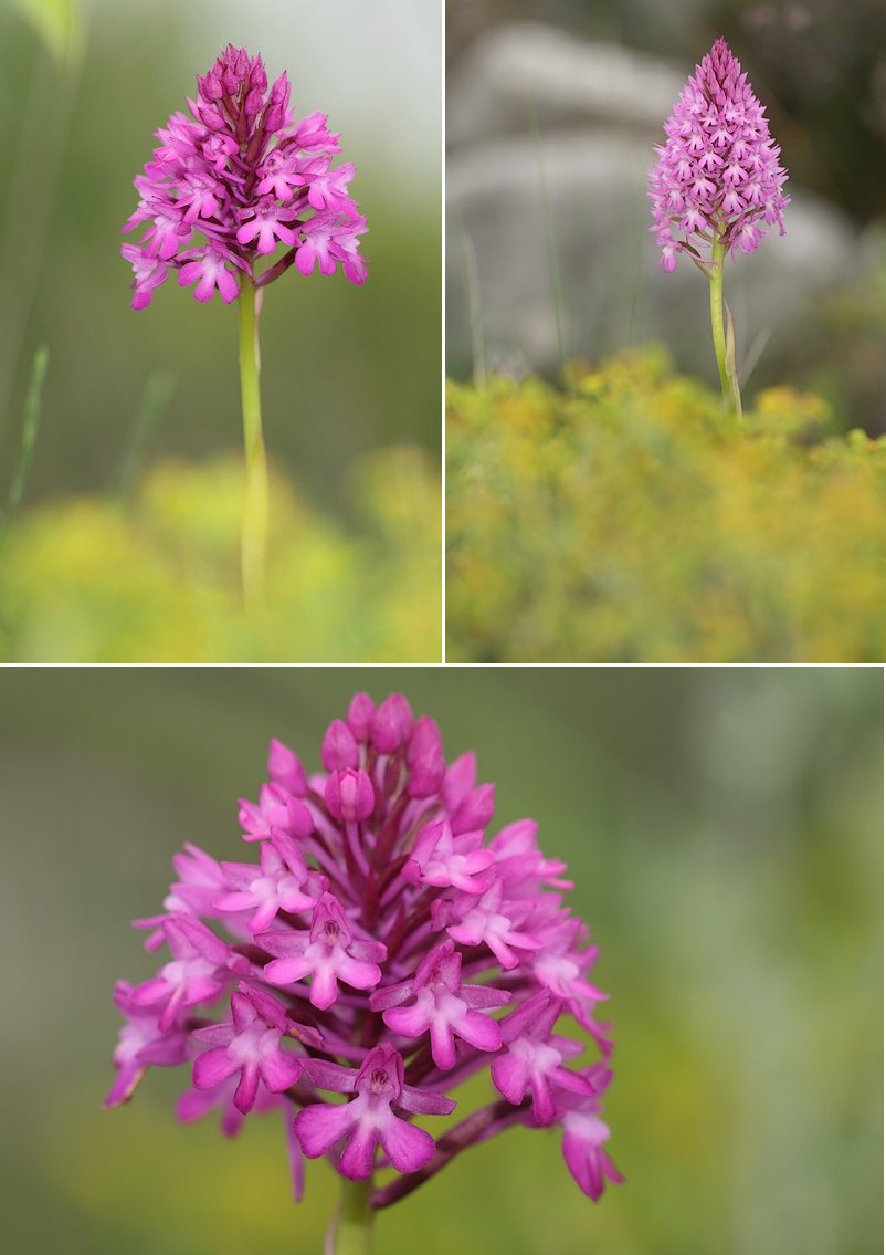 Anacamptis pyramidalis ( Orchis pyramidal ) Pyramidalis