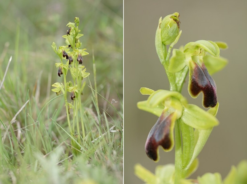 Ophrys (Pseudophrys) sulcata/funerea ( Ophrys sillonné ) Sulcata