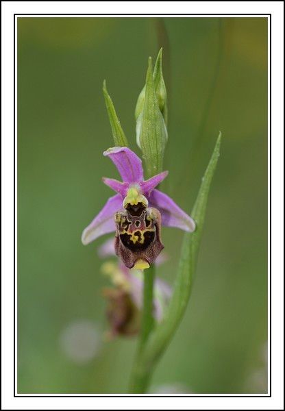 Ophrys druentica (Ophrys de la Durance) IMG_6769-BorderMaker