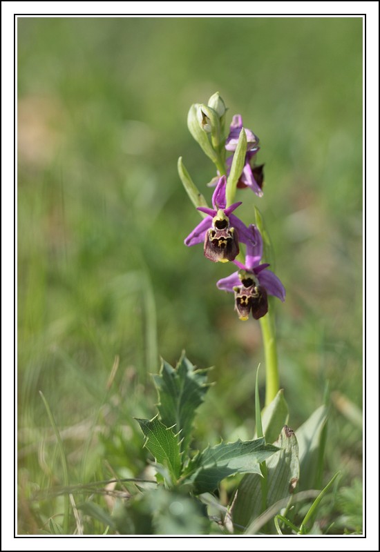 Ophrys druentica (Ophrys de la Durance) IMG_6823-BorderMaker