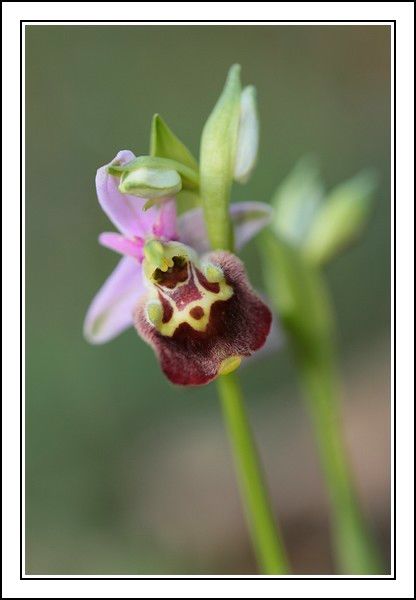 Ophrys druentica (Ophrys de la Durance) IMG_6838-BorderMaker