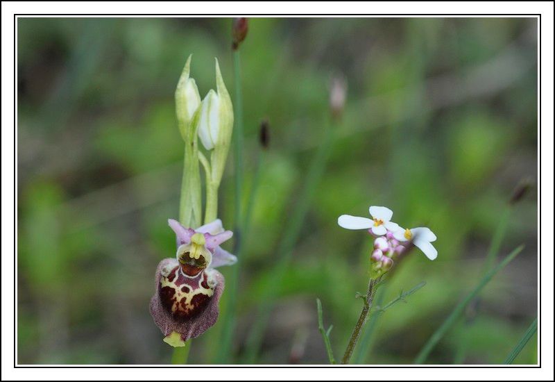 Ophrys druentica (Ophrys de la Durance) IMG_6928-BorderMaker