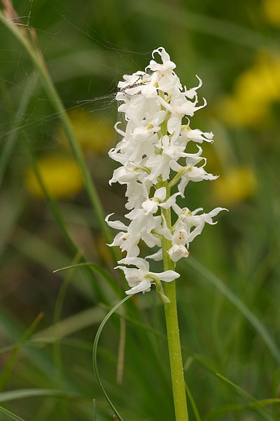 Orchis ovalis ( Orchis superbe ) Ovalisblanc