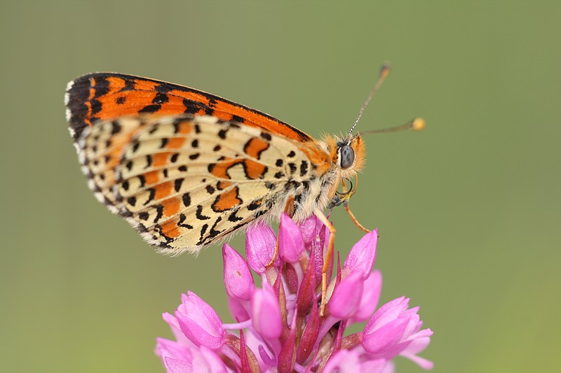 Papillon gourmand IMG_8424