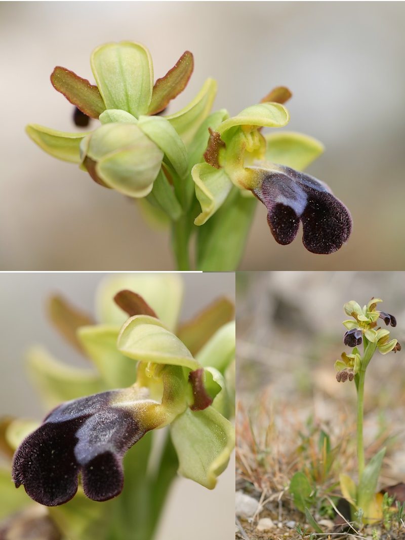 Ophrys (Pseudophrys) vasconica ( Ophrys de Gascogne ) Vasconica