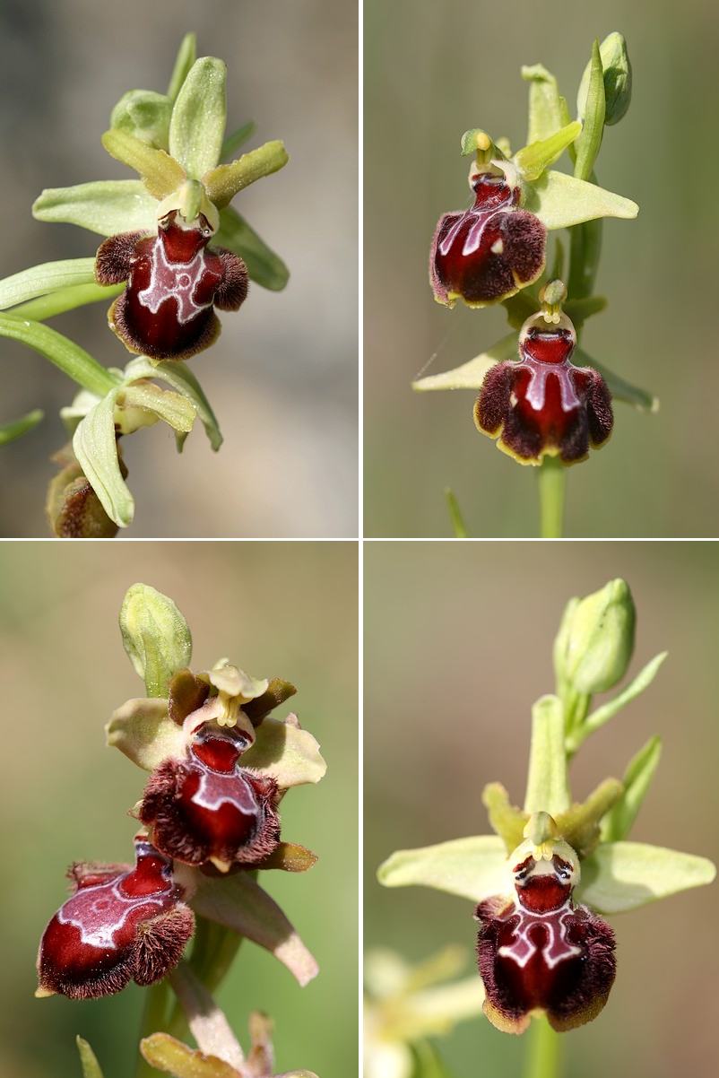 Ophrys provincialis ( Ophrys de Provence ) Provincialis
