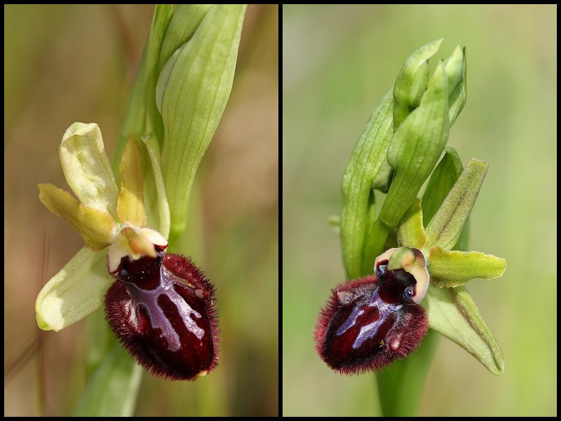 Ophrys incubacea ( Ophrys noir ) Incubacea