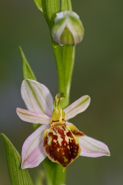 Ophrys apifera (Ophrys abeille ) IMG_1306