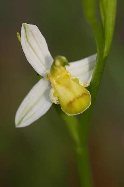 Ophrys apifera et ses variétés IMG_1313