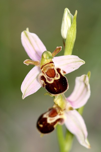 Ophrys apifera et ses variétés IMG_1354