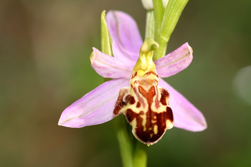 Ophrys apifera et ses variétés IMG_1365