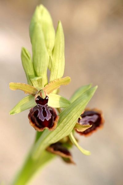 Ophrys passionis IMG_6769