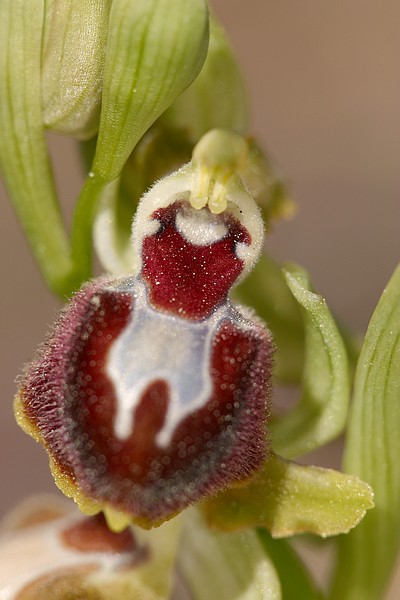 Variation sur Ophrys provincialis IMG_7045