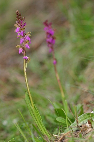 Orchis spitzelii ( Orchis de Spitzel ) Spitzelli_3045