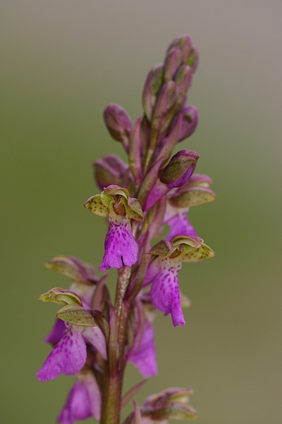 Orchis spitzelii ( Orchis de Spitzel ) Sptzelli_3052