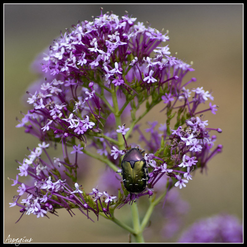 Sortie Anniversaire Toulon - Photos des 5èmes Rencontres Macro du Sud (2015) - Page 7 Macro_2015-03