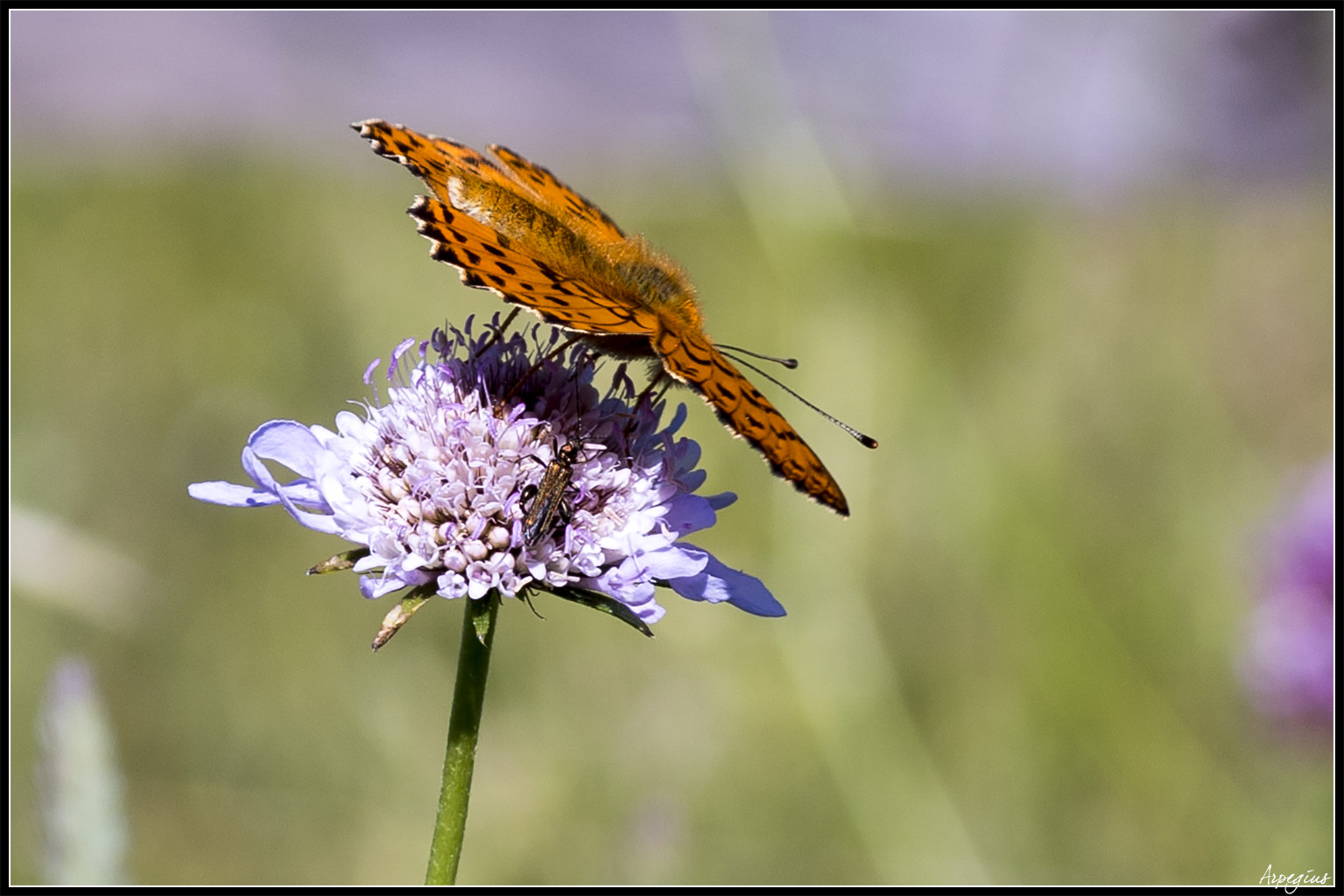 Macro Sud  2019 9ème Ed. - 1er Juin Papillon_01