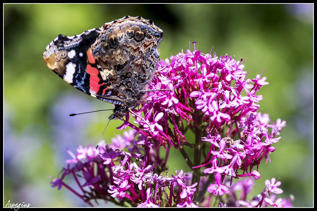 Macro Sud  2019 9ème Ed. - 1er Juin - Page 5 Papillon_02