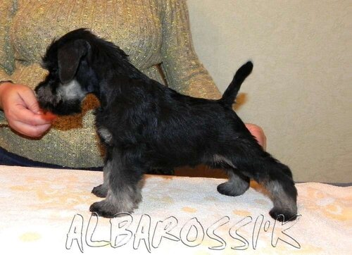 Mini schnauzer b/s DREAMKISS DEFENDER OF SILVER + ALBAROSSI'K FANTASTIC DREAM 0_9fef0_776cbdb7_L