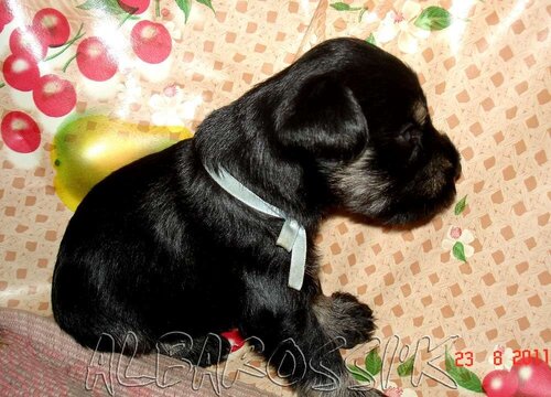 Mini schnauzer b/s DREAMKISS DEFENDER OF SILVER + ALBAROSSI'K FANTASTIC DREAM 0_9ddc6_cd8dd0_L