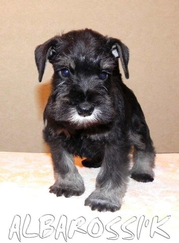 Mini schnauzer b/s DREAMKISS DEFENDER OF SILVER + ALBAROSSI'K FANTASTIC DREAM 0_9fecb_1e843503_L