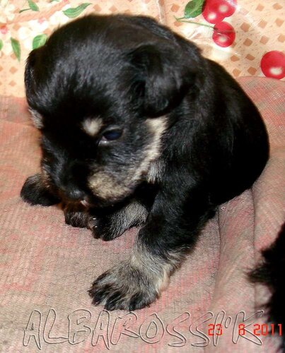 Mini schnauzer b/s DREAMKISS DEFENDER OF SILVER + ALBAROSSI'K FANTASTIC DREAM 0_9ddc5_8ede11a7_L