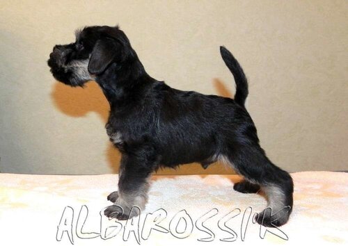 Mini schnauzer b/s DREAMKISS DEFENDER OF SILVER + ALBAROSSI'K FANTASTIC DREAM 0_9fec9_708e4cf6_L